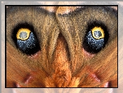 Motyl, Oko
