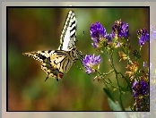Motyl, Kwiat, Żółty, Fioletowy