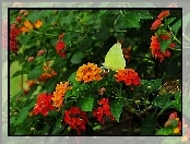 Motyl, Liście, Żółty, Kwiaty
