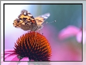 Motyl, Jeżówka, Rusałka Osetnik, Kwiat