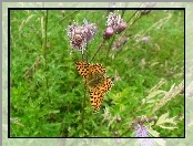 Ostu, Motyl, Kwiaty