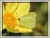 Owad, Motyl, Cytrynek