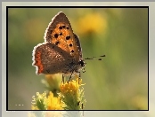 Owad, Motyl, Czerwończyk