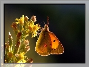 Motyl, Kwiat, Owad, Żółty