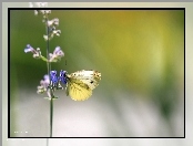 Owad, Motyl, Kwiat