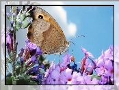 Motyl, Kwiaty, Owad, Kolorowe