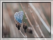 Owad, Motyl, Modraszek