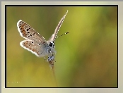 Owad, Motyl, Modraszek