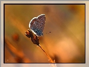Owad, Motyl, Modraszek