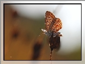 Owad, Motyl, Modraszek