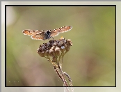 Owad, Motyl, Modraszek