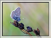 Owad, Motyl, Modraszek