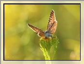 Owad, Motyl, Modraszek
