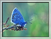 Owad, Motyl, Modraszek