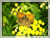 Motyl, Czerwończyk żarek, Owad, Modraszek