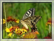Motyl, Paź królowej, Owady, Kwiaty
