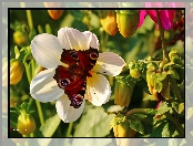 Motyl, Owad, Rusałka Pawik, Czerwony