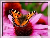 Motyl, Kwiat, Piękny, Różowy