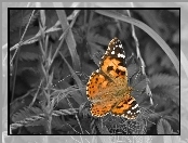 Motyl, Las, Piękny, Trawy