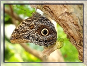 Motyl, Pień
