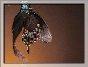 Motyl, Piórko