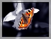 Płatki, Motyl, Białe