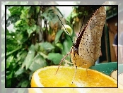 Pomarańcza, Motyl, Język