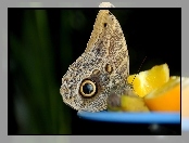 Pomarańcza, Motyl, Oko