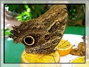 Motyl, Pomarańcze