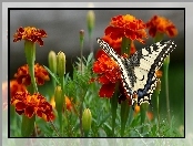 Biało, Pomarańczowe, Aksamitki, Motyl, Kwiaty, Czarny