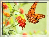 Motyl, Kwiat, Pomarańczowy, Czerwony