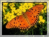 Motyl, Kwiaty, Pomarańczowy, Żółte
