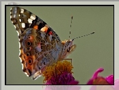 Rusałka, Pręciki, Motyl, Osetnik