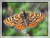 Przeplatka aurinia, Motyl