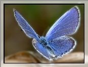 Modraszek ikar, Pyłek, Motyl, Skrzydła