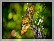 Motyl, Roślina