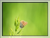 Motyl, Roślina