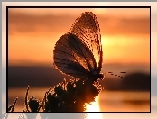 Motyl, Roślina