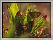 Motyl, Rośliny