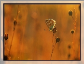 Rośliny, Motyl, Modraszek
