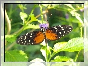 Motyl, Rośliny