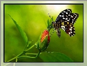 Motyl, Róża