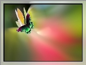 Rozmycie, Motyl, Kwiat