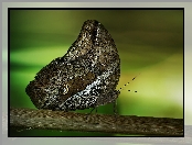 Rozmycie, Motyl