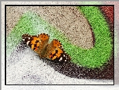Motyl, Graffiti, Owad, Rusałka osetnik