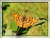 Motyl, Rusałka