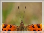 Skrzydełka, Motyl, Czułki