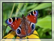 Rusałka pawik, Skrzydełka, Motyl, Rozłożone
