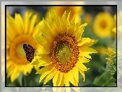 Motyl, Słonecznik