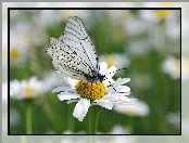 Stokrotka, Motyl, Motylek